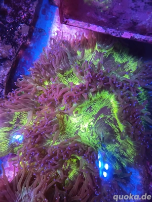 Catalaphylia jardinei Large Meerwasser 