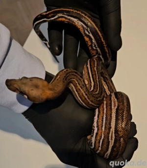 Boa Imperator 1.0 Inca Black Panther   5.24