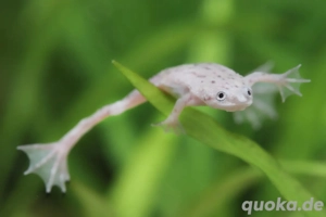 Zwergkrallenfrösche