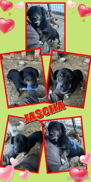 kleiner, offener, lieber, menschenbezogener Rüde "Jascha" hast DU ein Körbchen für mich frei ?