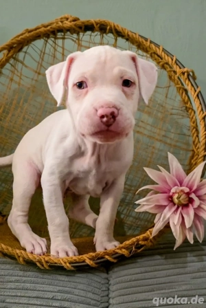 American Staffordshire Terrier Welpen