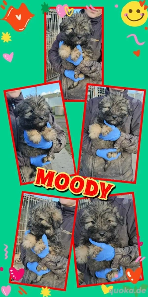 wunderschöner Welpenjunge "Moody" sucht ein liebevolles Zuhause 