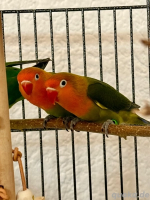 Pfirsichköpfchen (Agaporniden) Bild 4