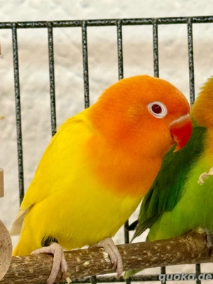 Pfirsichköpfchen (Agaporniden) Bild 3