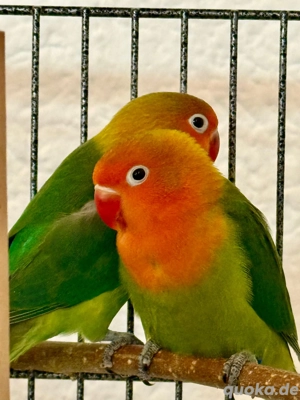 Pfirsichköpfchen (Agaporniden) Bild 2