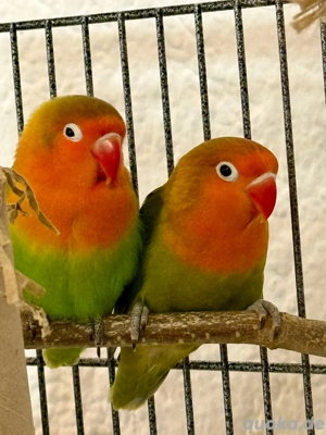 Pfirsichköpfchen (Agaporniden) Bild 5