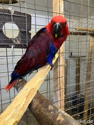 Neuguinea Edelpapagei 0.1 zahm