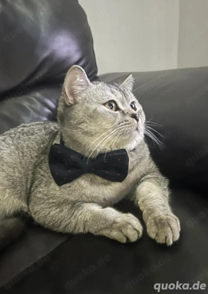 Deckkater sucht Damenbesuch 