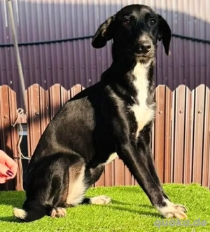 Junghündin Minnie   sanft und katzenverträglich