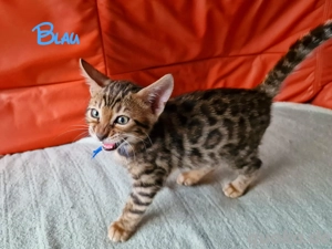 Reinrassige Bengel Kitten mit schönen Punkten 