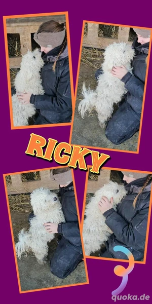 kleiner, sehr lieber, wunderschöner Rüde "Ricky" ist auf der Suche nach einem Körbchen