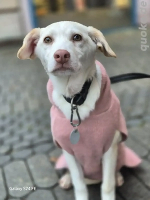 Vanilla - leise Neugier, großes Kuschelherz