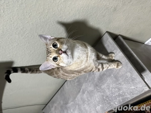 Wunderschöner weißer Bengal-Kater  Leo  sucht liebevolles Zuhause