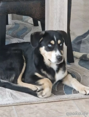 Deckhund anzubieten Bild 2