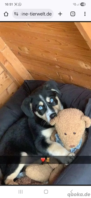 Deckhund anzubieten Bild 5