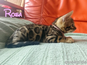 Reinrassige Bengel Kitten mit schönen Punkten 
