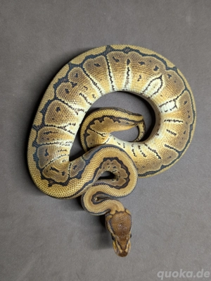 Pinstripe 100% het Clown 