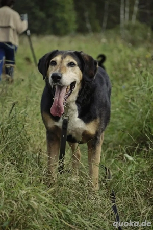 Dania sucht endplatz für immer 