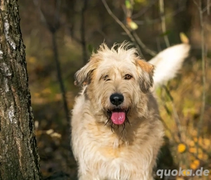 Willie sucht liebevolle menschen 