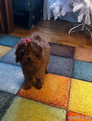  toypudel Mädchen 