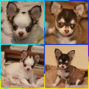 Wunderschöne Reinrassige Chihuahua Welpen Choco Husky Langhaar 