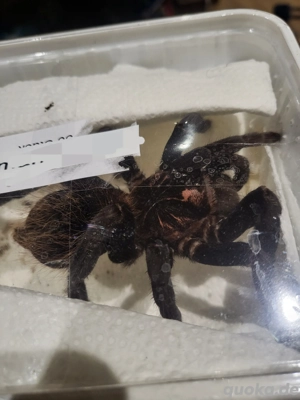 Adultes 0.1 Xenesthis immanis Weibchen Vogelspinne