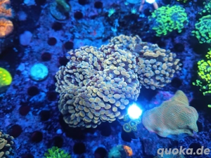 Euphylyia parancora Gold +1 +20 Meerwasser 