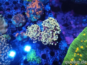 Euphylyia parancora Goldnugget +1 +3 Köpfe Meerwasser 