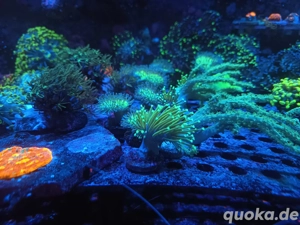 Anfänge Fiji Grün Weichkorallen je Meerwasser 