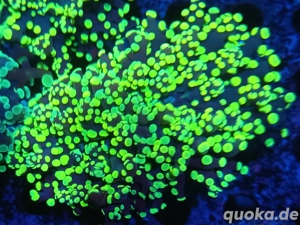 Euphylyia paradivisa Toxic grün +1 +2 Köpfe Meerwasser 