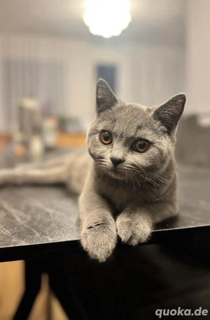 Britisch Kurzhaar Kater BKH Katze