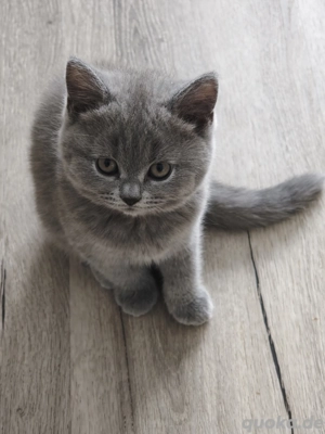 Britisch Kurzhaar Kitten für ein Herzliches Zuhause!