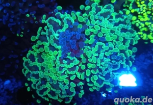 Euphylyia parancora Bicolor Twotone +1 +5 Meerwasser 