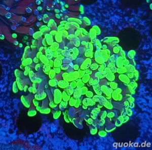 Euphylyia parancora Splatter Toxic dopplelkopf Meerwasser 