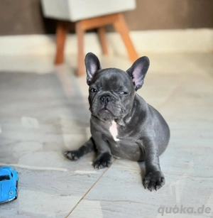 Gesunde Französische Bulldoggenwelpen 
