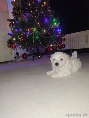 Maltipoo-Welpe such neues zu Hause