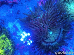 Catalaphylia jardinei medium 20cm Meerwasser 