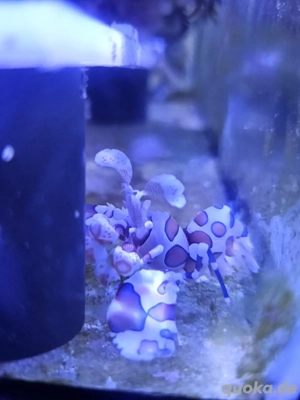 Harlekingarnele meerwasser garnele 