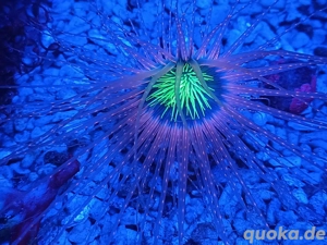 Zylinderrose Meerwasser 