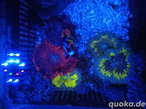 Sandanemonen Phymanthus crucifer Ultra Meerwasser 