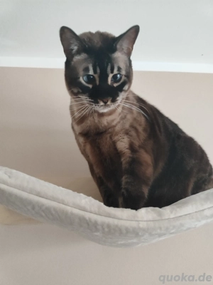 Suche Spielgefährten für unseren Bengalkater