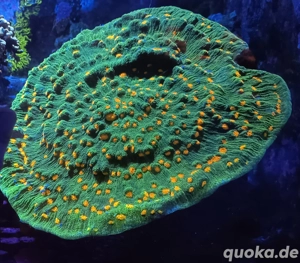 Space Invader Chalice xl Meerwasser 