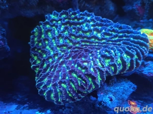 Platygyra Meerwasser ca 10cm 