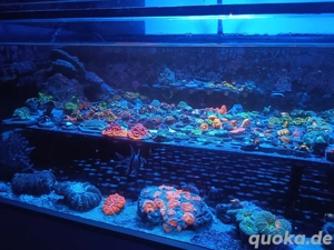 Meerwasser Ableger und co. 