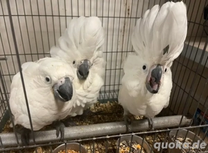 Weiße Schirm-Kakadu-Papageien zum Verkauf 