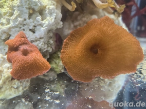 Scheibenanemone Rot - Meerwasser Korallen Bild 3