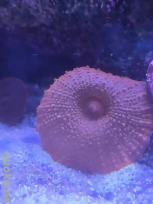 Scheibenanemone Rot - Meerwasser Korallen Bild 4