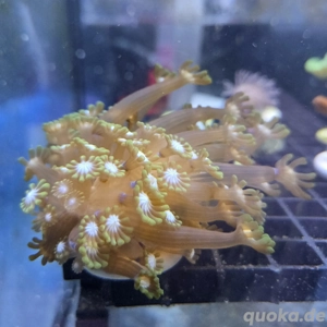 Alveopra sp. grün weiß - Meerwasser Korallen