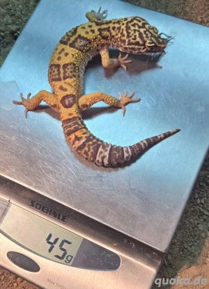 Leopardgecko 1.0 Tremper Albino