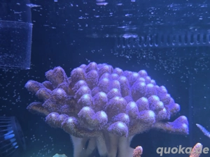 Stylophora Milka - Meerwasser Korallen 